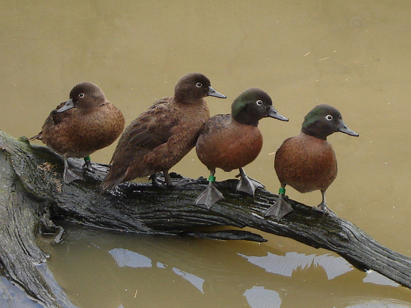 Campbell Island teal